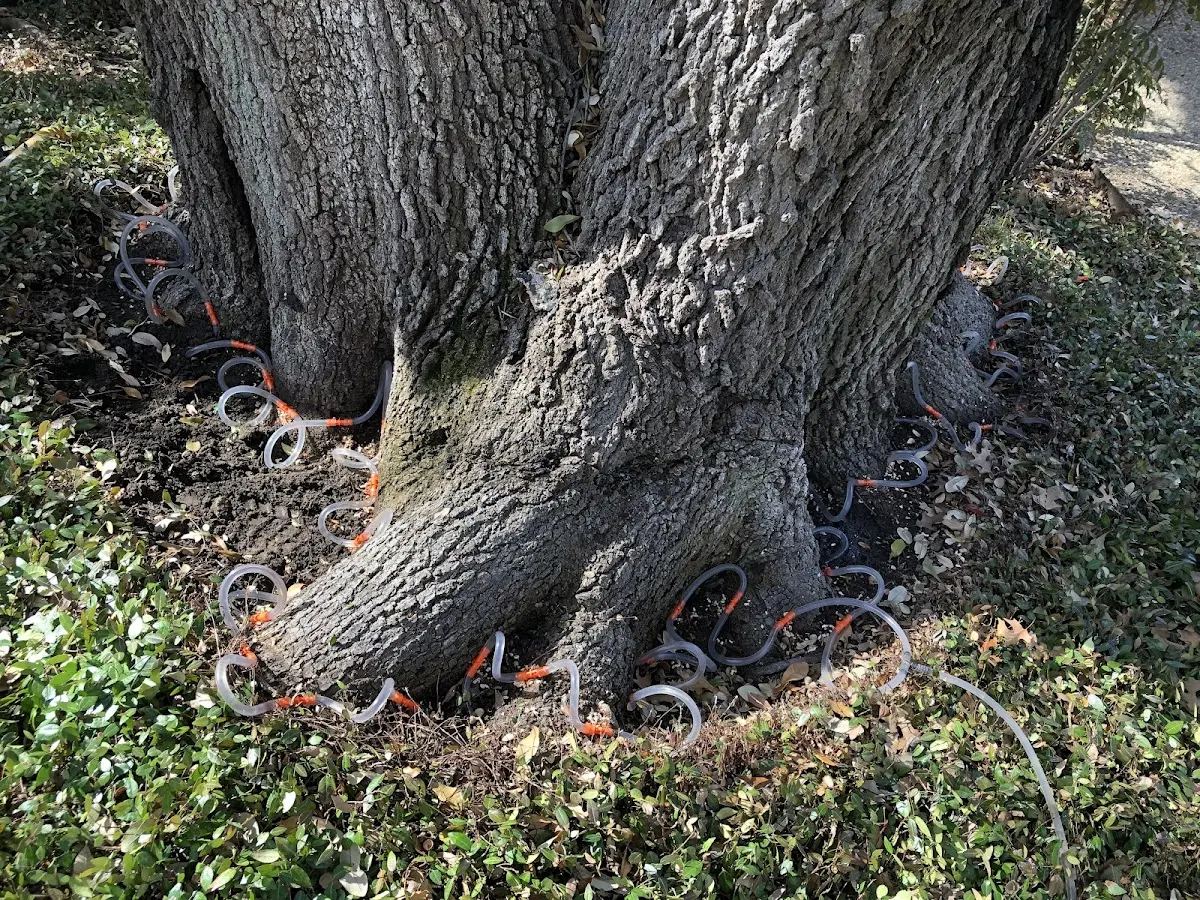 Detailed Tree Cabling and Bracing job site in Center Line