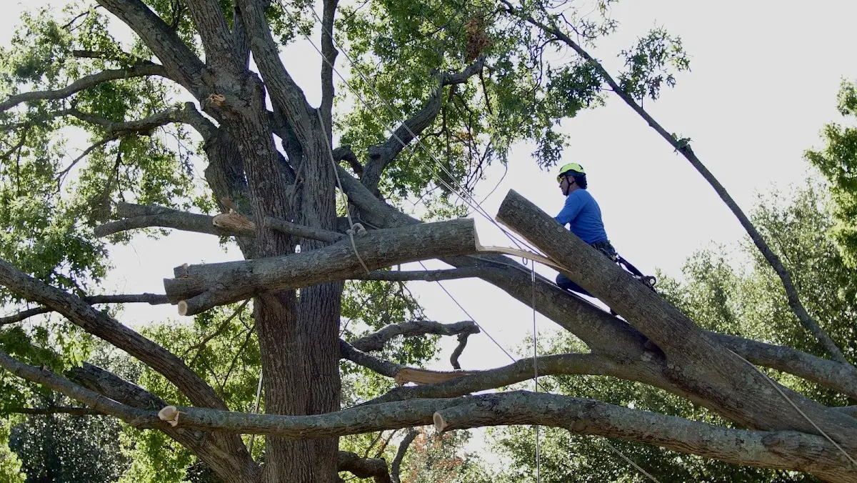 Professional Hazardous Tree Removal performed by certified arborists in Center Line