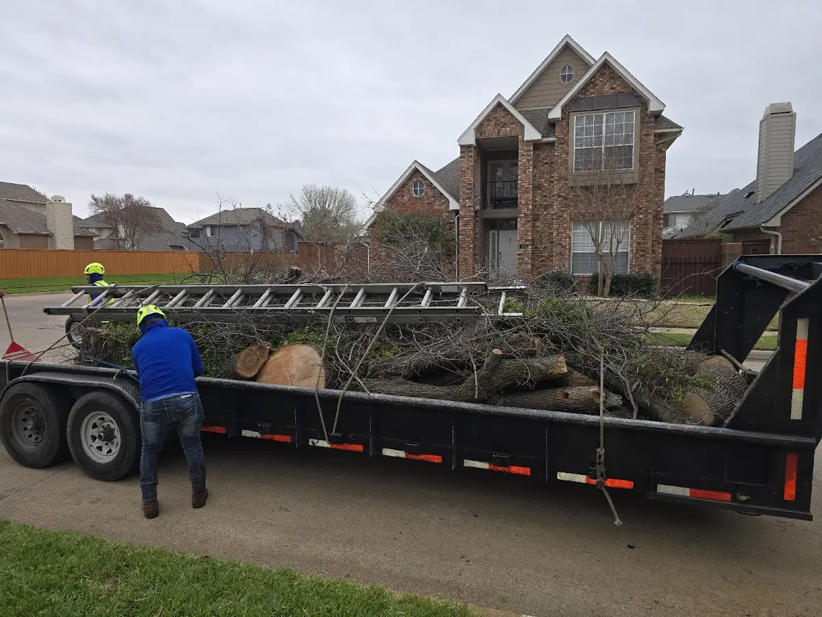 Expert Tree Removal with proper safety equipment in Center Line